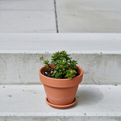 Naklejka premium Minimal Terracotta Pot on Concrete Step—Urban Garden