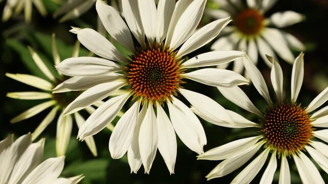 Large flowers of white rudbeckia as a background or backdrop