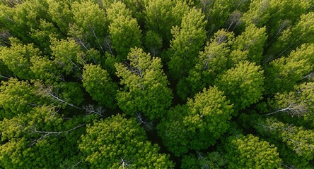 Naklejka premium Lush Green Forest Canopy Aerial View of Summer Foliage