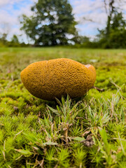 mushroom on a bed of moss
