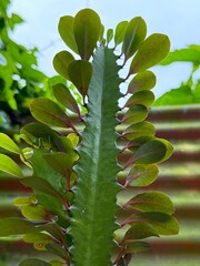Upward view capturing the vibrant detail of a leafy spurge succulent against an outdoor backdrop