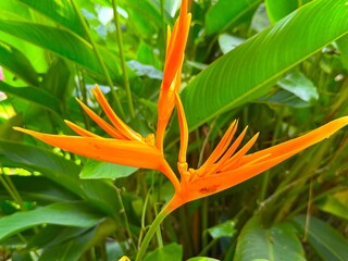 Vibrant heliconia psittacorum bloom brightens with bold orange hues amongst lush green foliage creating a natural scene