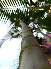Low angle looking up shows a palm tree's bark and leaves against the sky