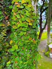 Lush green creeping fig vines abundantly cover a cement pillar in the bright daylight outdoors