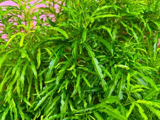Lush green ming aralia plant displays its delicate foliage against a vibrant pink background in high resolution photo