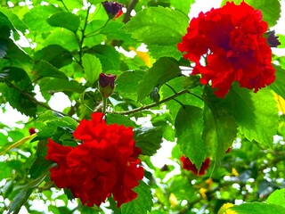 Lush green foliage frames vibrant red hibiscus flowers blooming beautifully outdoors in natural light