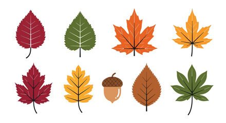 Autumn Leaves and Acorn Illustration