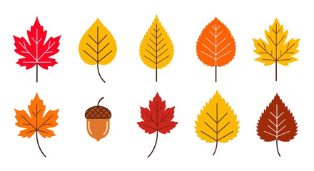 Obraz premium Autumn Leaves and Acorn Illustration