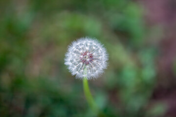 dandelion in the grass