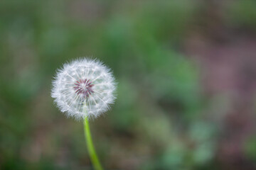 dandelion in the grass