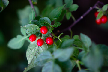 red berries on green leaves