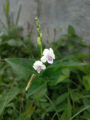 Asystasia gangetica flower, commonly known as Chinese violet, coromandel, or creeping foxglove