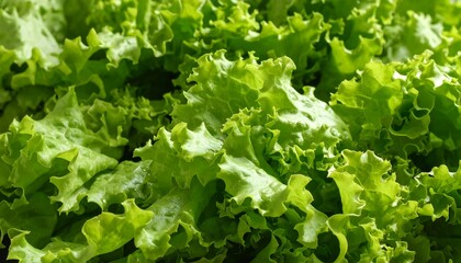 Close-up view of fresh green lettuce leaves