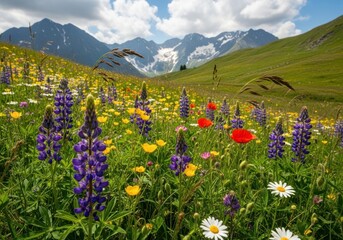 Obraz premium Vibrant Alpine Meadow Bursting with Lupine, Poppies, and Daisies Against Snow-Capped Mountains