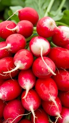 Close-up of vibrant red radishes