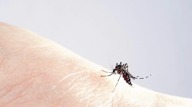 mosquito that carries dengue fever, Zika and malaria virus is sucking blood on a person skin health
