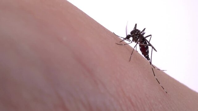 mosquitoes are eating blood on human skin Mosquito Bite on person hand Macro shoot insect