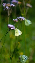 Naklejka premium Butterflies on purple flowers