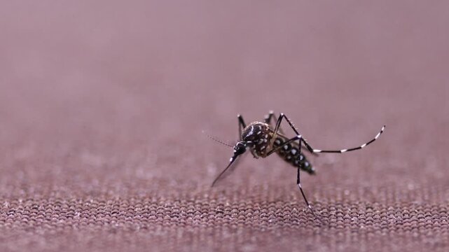 Aedes aegypti Mosquito. Close up a Mosquito malaria disease Dengue Mayaro or Zika Virus Chikungunya,