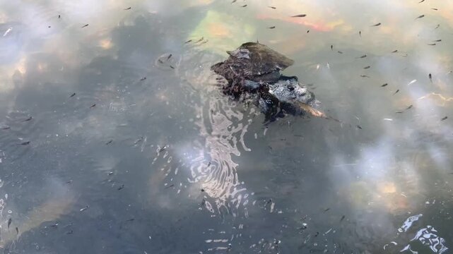 Contaminated Water with Floating Trash and Swarm of Mosquito Fish