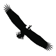 Vector illustration of silhouette of a soaring eagle isolated on white background