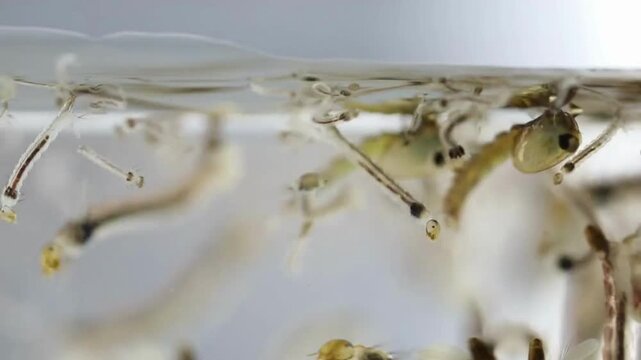 Mosquito larvae in water growing into mosquitoes microscope macro view concept dengue and malaria disease