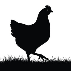 Vector illustration of silhouette of a chicken walking in grass isolated on white background