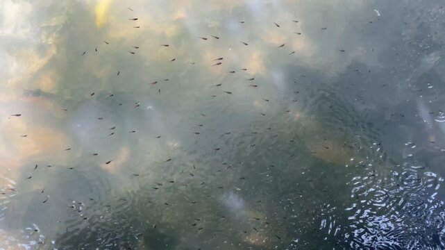 Polluted Waterway and School of Mosquito Fish