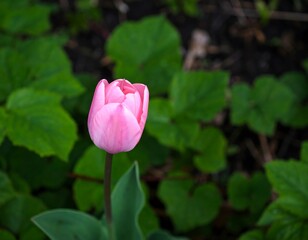 Pink tulip bud in garden