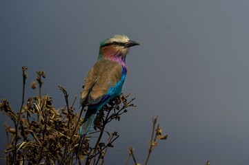 Lilac-breasted roller perched on dry branches against a muted sky in Serengeti National Park