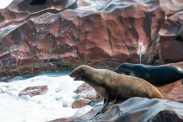 Detail of the seal colony at Cape Cross, off the skeleton coast of Namibia.