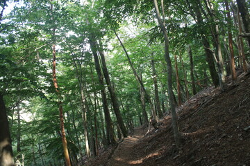 Fototapeta premium 登山道