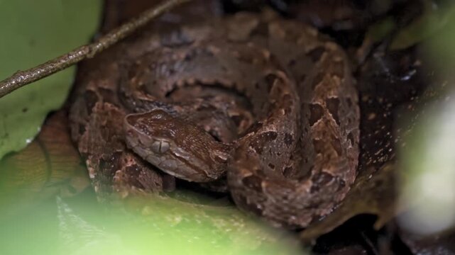 A fer-de-lance (Bothrops asper), a venomous pit viper, is coiled on the forest floor in the Sirena sector of Corcovado National Park, Costa Rica.