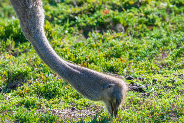 Close-up of an Osterich -Struthio camelus- near Cape of Good Hope, South Africa.