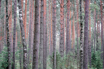 Forest landscape showcasing tall pine trees with unique bark textures and vibrant greenery under...