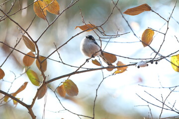 Aegithalos caudatus perched on a branch in Kyoto, Japan