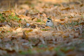 Emberiza elegans foraging among fallen leaves in Kyoto, Japan