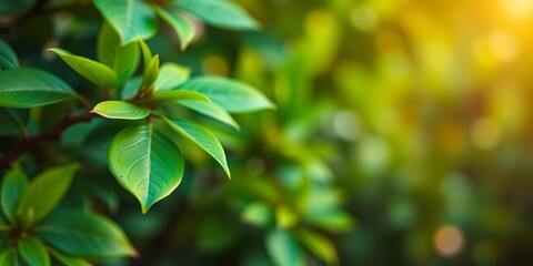 Obraz premium Blurred vibrant green leaves, abstract bokeh background, ecology, jungle