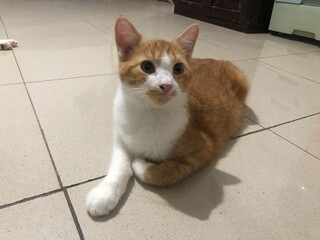 Ginger and white cat lying on a tiled floor