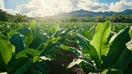 Lush green tobacco field under a bright blue sky and mountains background