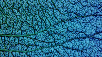 Detailed close-up view of a leaf's intricate vein structure, showcasing a network of dark lines against a vibrant blue background
