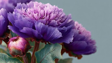 Flowers/blooming/close-up of purple petals on soft background