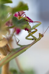 A close-up side view of a green praying mantis partially obscured by fuzzy green leaves and pink flowers, emphasizing its expert camouflage and delicate presence in a garden.