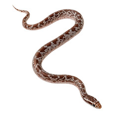  A photograph of a long-tailed snake, isolated on a Transparent background PNG