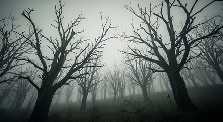 Fototapeta premium Eerie Dead Trees in Fog Spooky Forest Background Image