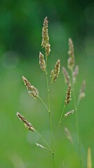 Fototapeta premium Close-up of grass seed heads