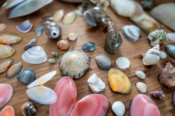 Decorative Shell Collection on Wooden Tray