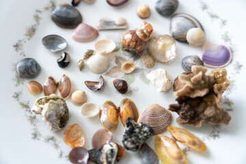Close-Up of Colorful Seashells Collection on White Surface