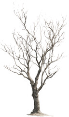 Solitary Leafless Tree Silhouette Against Night Sky: A Study in Shape and Contrast