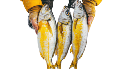 Three fresh fish isolated on transparent background